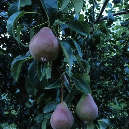 Swierkowe Siedlisko Goscinne