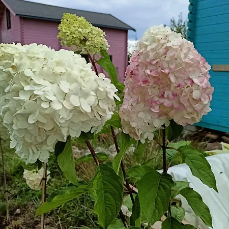 Gospodarstwo wiejskie świerkowe Siedlisko Gościnne
