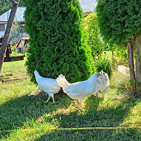 Swierkowe Siedlisko Goscinne Casa di campagna Węgorzewo