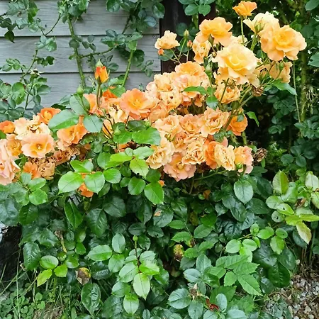 Casa di campagna Swierkowe Siedlisko Goscinne *