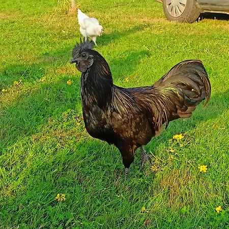 Casa di campagna Swierkowe Siedlisko Goscinne