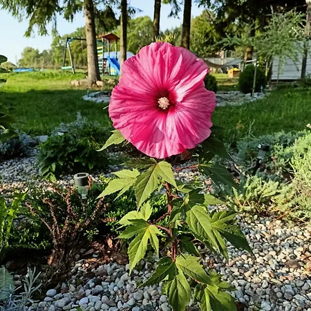 Swierkowe Siedlisko Goscinne Casa di campagna *